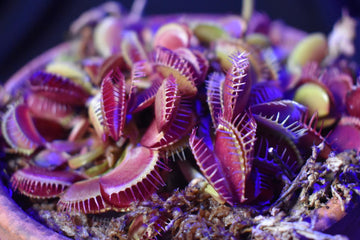 Purple Venus Flytrap – Exotic Carnivorous Plant with Vibrant Purple Traps | Live Potted Dionaea Muscipula
