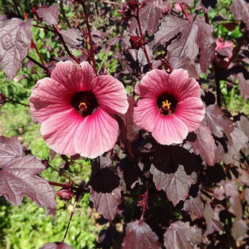 Hibiscus Acetosella Flower Seeds for Planting â€“ Hierloom & Non-GMO Garden Seeds for planting in home garden