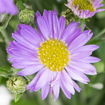 Blue Tataricus Flower Seeds for Planting - 100 pcs