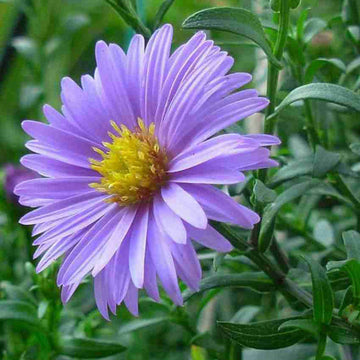 Blue Tataricus Flower Seeds for Planting - 100 pcs