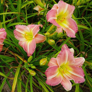 Daylily Flower Seeds 100 pcs for Planting 100 pcs