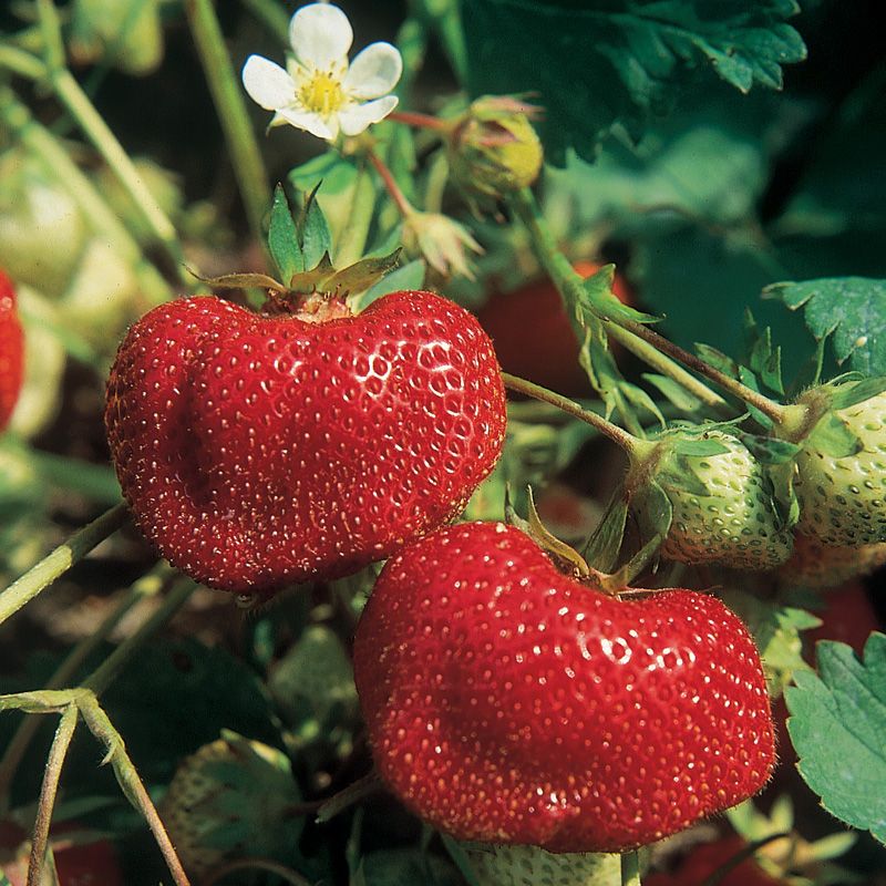 Ozark Beauty Strawberry Fragaria x ananassa seeds for planting in home garden