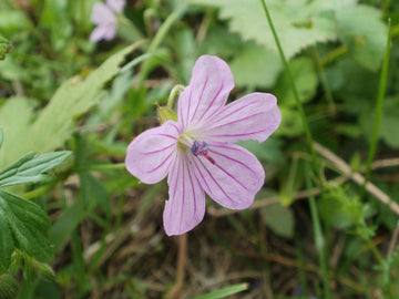 Heirloom Non-GMO Geranium Asphodeloides Flower Seeds for Planting – Beautiful Garden Blooms