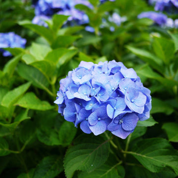 Heirloom Deep Blue Hydrangea Flower Seeds, Non-GMO Stunning Blooms for Planting