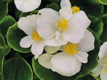 White Begonia Flower Seeds – Heirloom, Non-GMO Seeds for Planting Elegant Garden Blooms