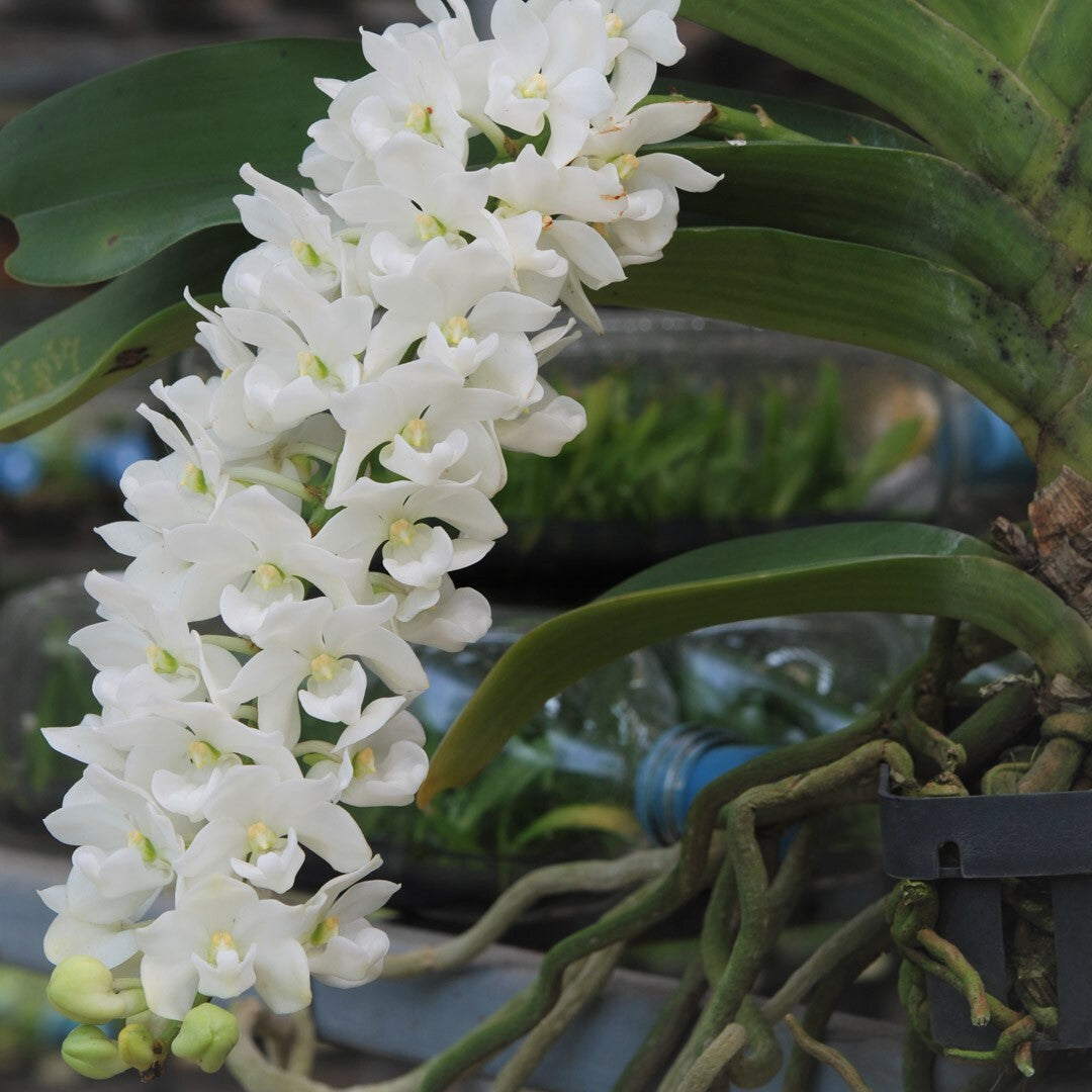 Heirloom Rhynchostylis Flower Seeds, Non-GMO Exotic Orchid Blooms for Garden Planting for planting in home garden