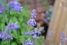 Heirloom Non-GMO Violet Catmint Flower Seeds for Planting – Fragrant Pollinator-Friendly Seeds