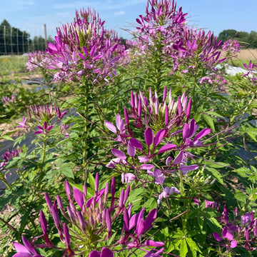 Purple Cleome Seeds for Planting - NON GMO Seeds