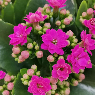 Kalanchoe Purple Flower Seeds – Organic, Heirloom, Non-GMO Seeds for Planting