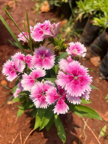 Heirloom Non-GMO Dianthus Flower Seeds for Charming Garden Borders and Fragrant Planting