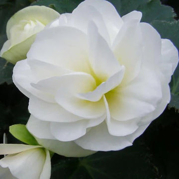Tuberous Begonia Flower Seeds for Planting NON GMO Seeds