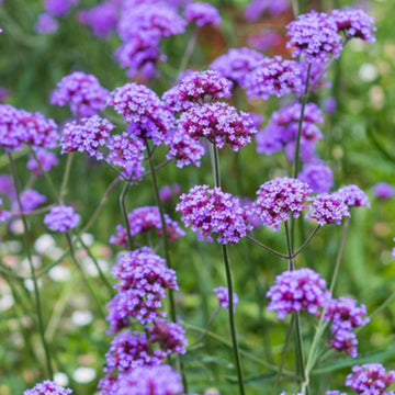 Verbena Flower Seeds for Planting - 100 pcs