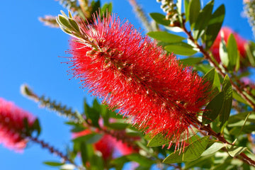 Heirloom Non-GMO Callistemon Flower Seeds for Vibrant Red Bottlebrush Garden Planting