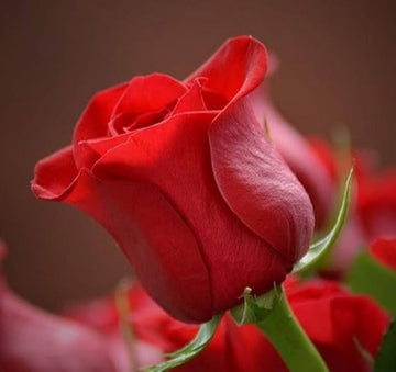 Full Red Rose Plant Seeds for Planting Non-GMO Heirloom Garden Seeds for Growing Beautiful Roses