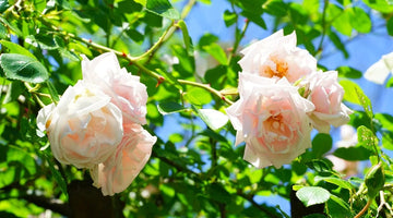 Pink Dawn Rose Plant Seeds for Planting Non-GMO Heirloom Garden Seeds for Growing Beautiful Flowers