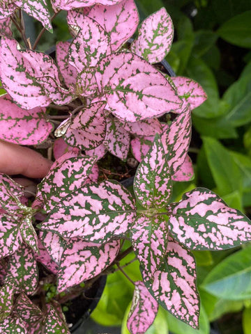 Organic Light Pink Green Hypoestes Plant Seeds for Planting – Heirloom, Non-GMO