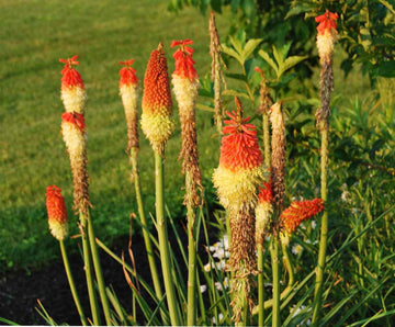 Heirloom Non-GMO Red Yellow Kniphofia Flower Seeds for Planting – Vibrant Torch-Lily Blooming Seeds