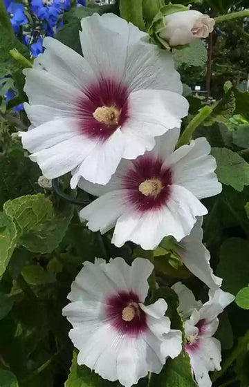 Futaba Alcea Rosea Pink and Yellow Flower Seeds for Planting Non-GMO Heirloom Garden Seeds