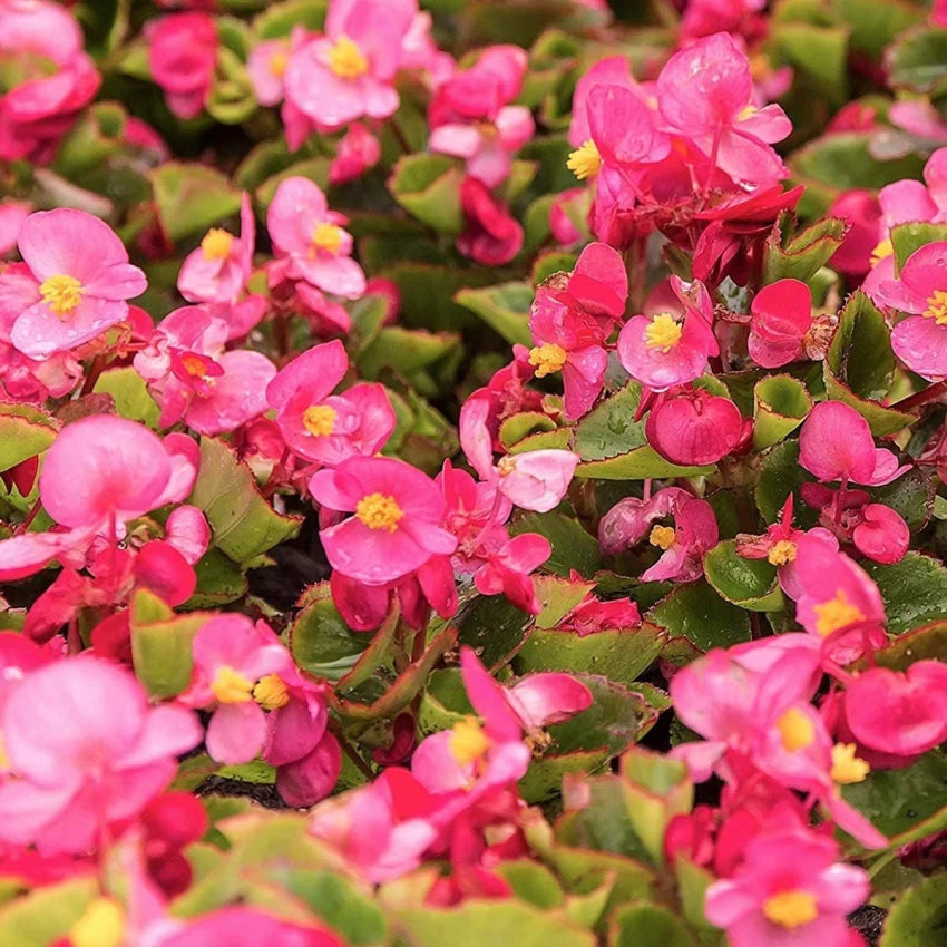 Heirloom Non-GMO Begonia Semperflorens Flower Seeds for Planting for planting in home garden