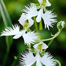 Heirloom Non-GMO Dove Orchid Flower Seeds for Planting seeds for planting in home garden