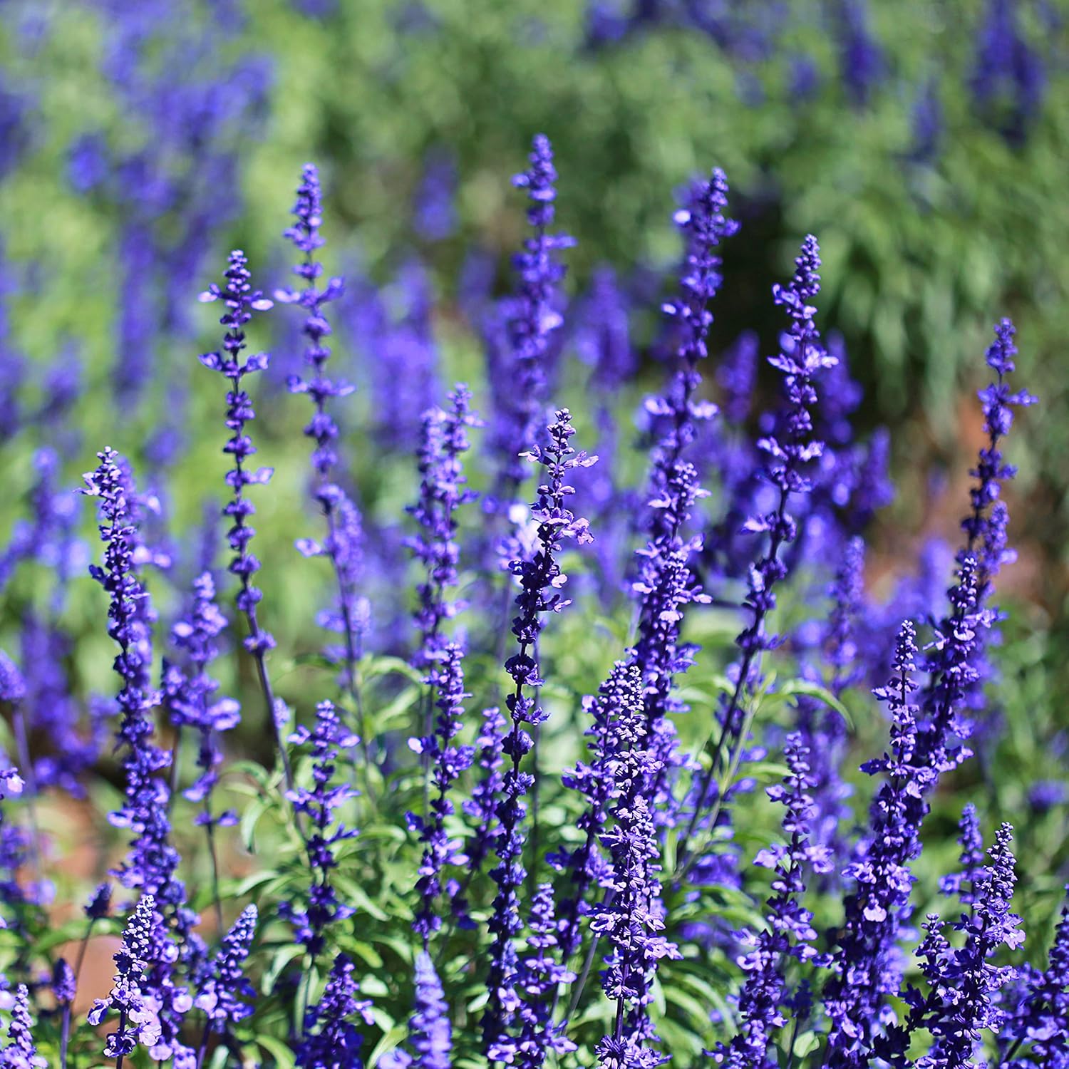 Blue Sage Flower Seeds for planting in home garden