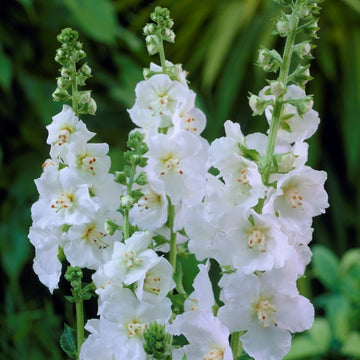 White Verbascum Flower Seeds for Planting - NON GMO Seeds