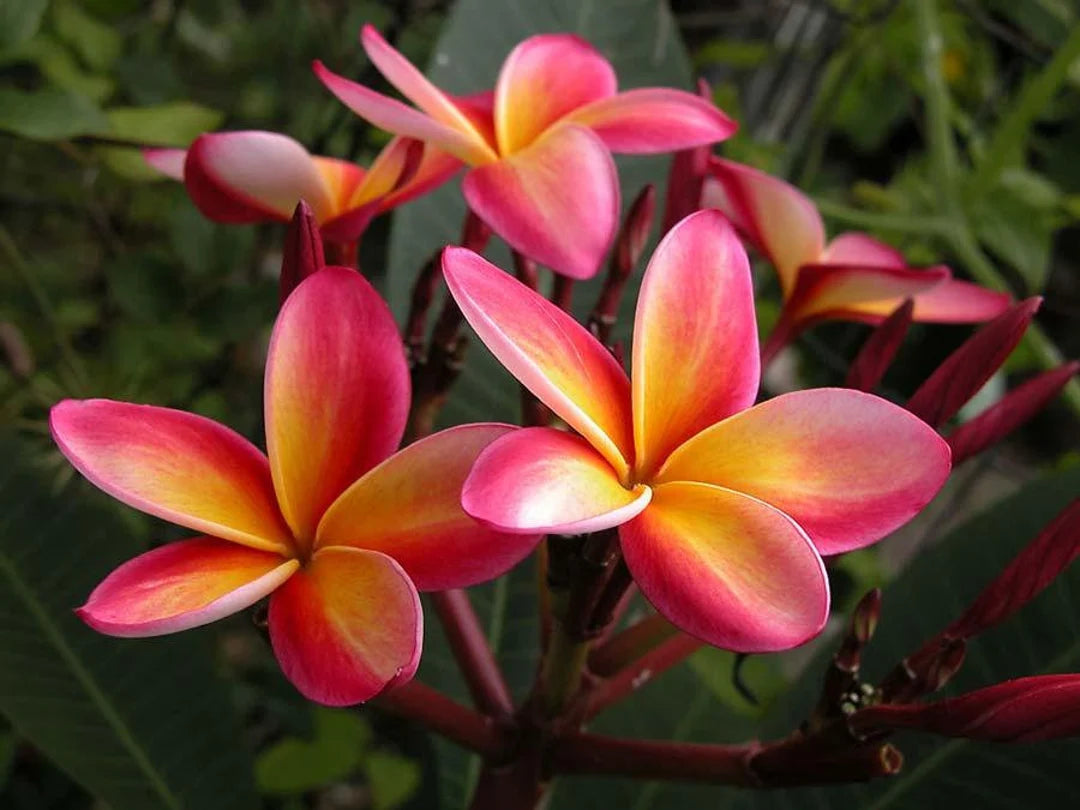 Pink White Frangipani Flower Seeds for planting in home garden