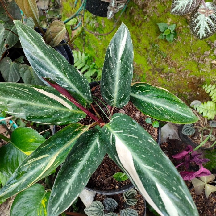 Calathea Magicstar Plant Seeds for Planting, Heirloom, Non-GMO Seeds for planting in home garden