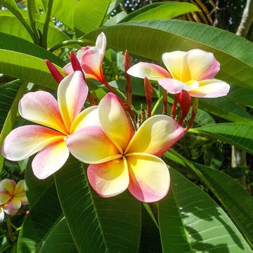 Pink Yellow Mix Frangipani Flower Seeds – Heirloom Non-GMO Plumeria Blooms for Vibrant Gardens