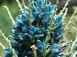 Blue Puya Venusta Flower Seeds for Garden Planting – Heirloom, Non-GMO Exotic Bloom Variety seeds for planting in home garden