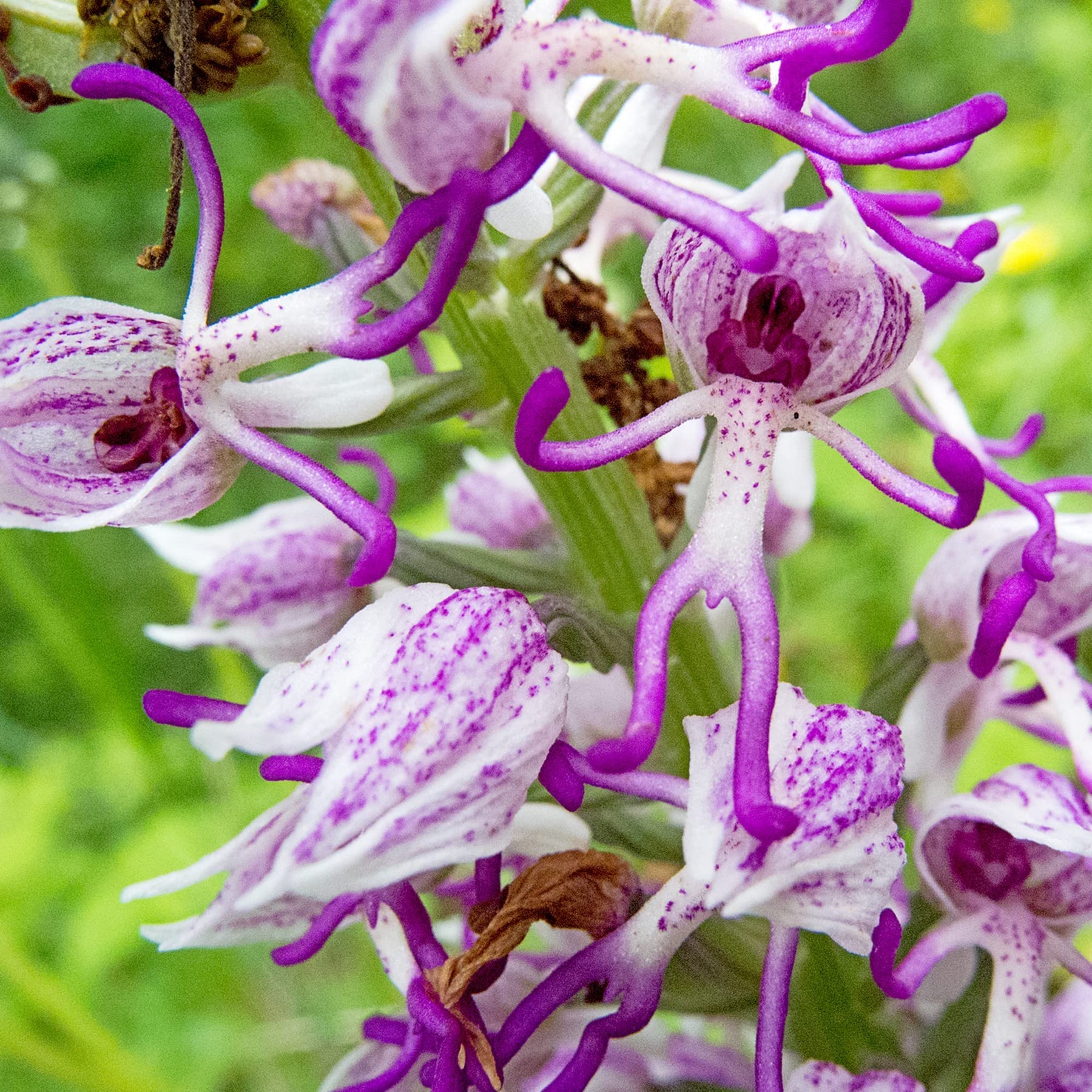 Orchid (Orchid scientific name) for planting in garden