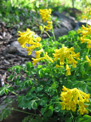 Heirloom Non-GMO Yellow Corydalis Manchu Flower Seeds for Garden Planting