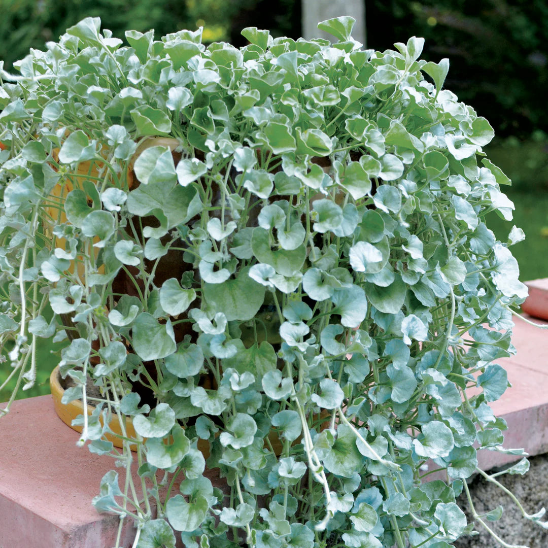 Silver Dichondra Plant Seeds for Planting - NON GMO Seeds for planting in home garden