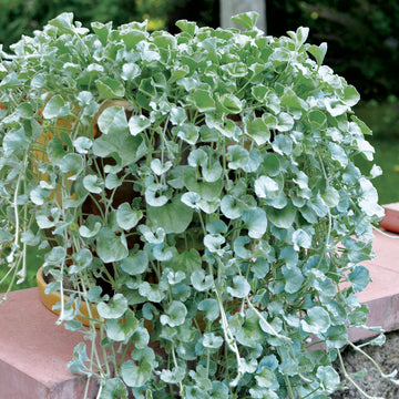Silver Dichondra Plant Seeds for Planting - NON GMO Seeds