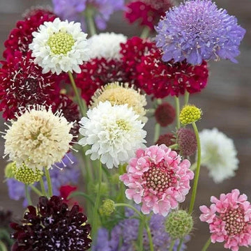 Scabiosa Flower Seeds – Heirloom, Non-GMO, Butterfly-Attracting Blooms for Garden Planting