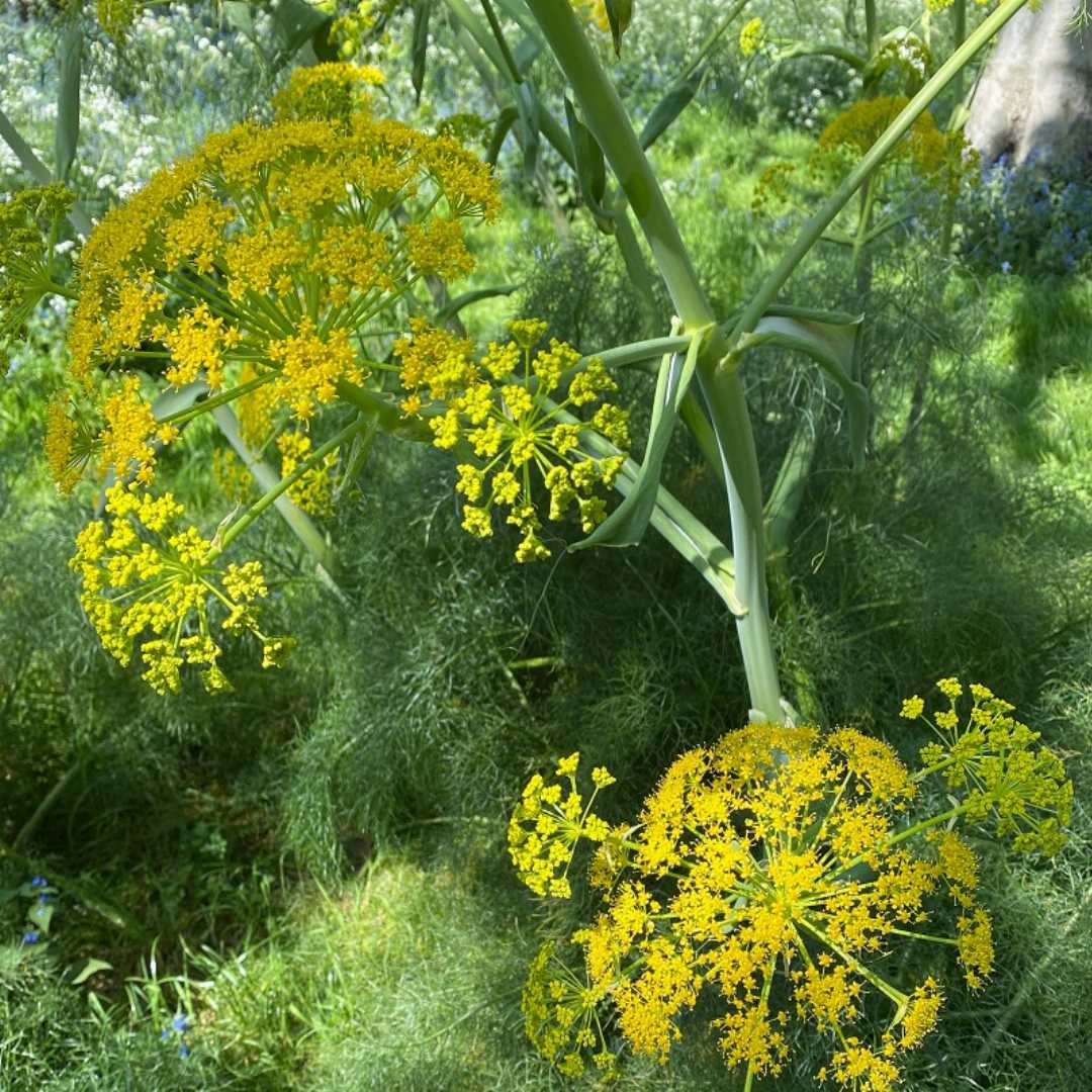 Fennel Flower Seeds for Planting - heirloom & Non-GMO Seeds seeds for planting in home garden
