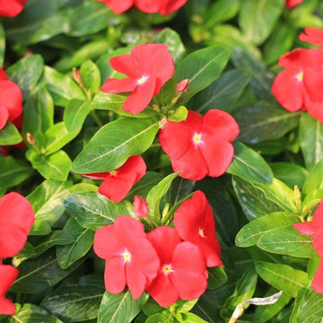 Vinca Red Flower Seeds for Planting – Organic, Heirloom, Non-GMO Blooming Seeds