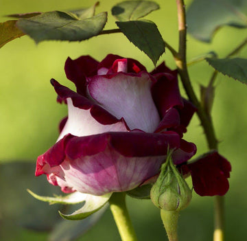 Marron & White Rose Heirloom Non-GMO Seeds for Planting