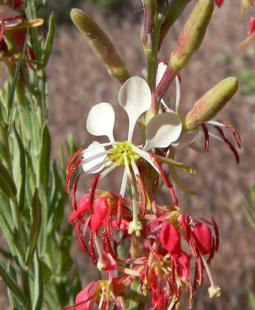 Oenothera Suffrutescens Flower Seeds for Planting - NON GMO Seeds