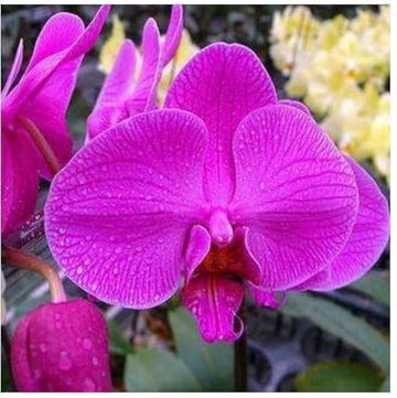 Heirloom Non-GMO Thick Pink Orchid Flower Seeds for Garden Planting – Unique Exotic Bloom Seed