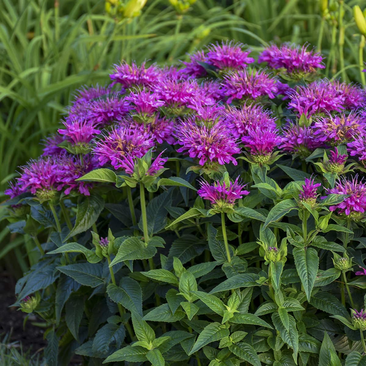 Beebalm (Beebalm scientific name) for planting in garden