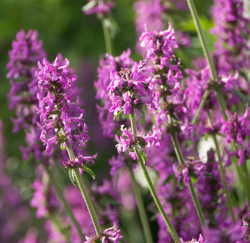 Heirloom Betony Flower Seeds, Non-GMO Spiked Medicinal Blooms for Pollinator-Friendly Garden Planting