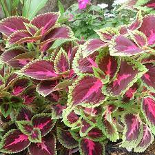 Light Yellow Pink Coleus Plant Seeds for Planting - Heirloom and Non-GMO Garden Seeds