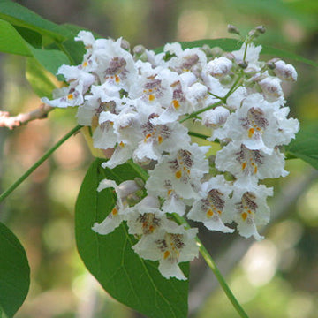 Heirloom Non-GMO White Catalpa Flower Seeds for Garden Planting – Fragrant Tree Blooms