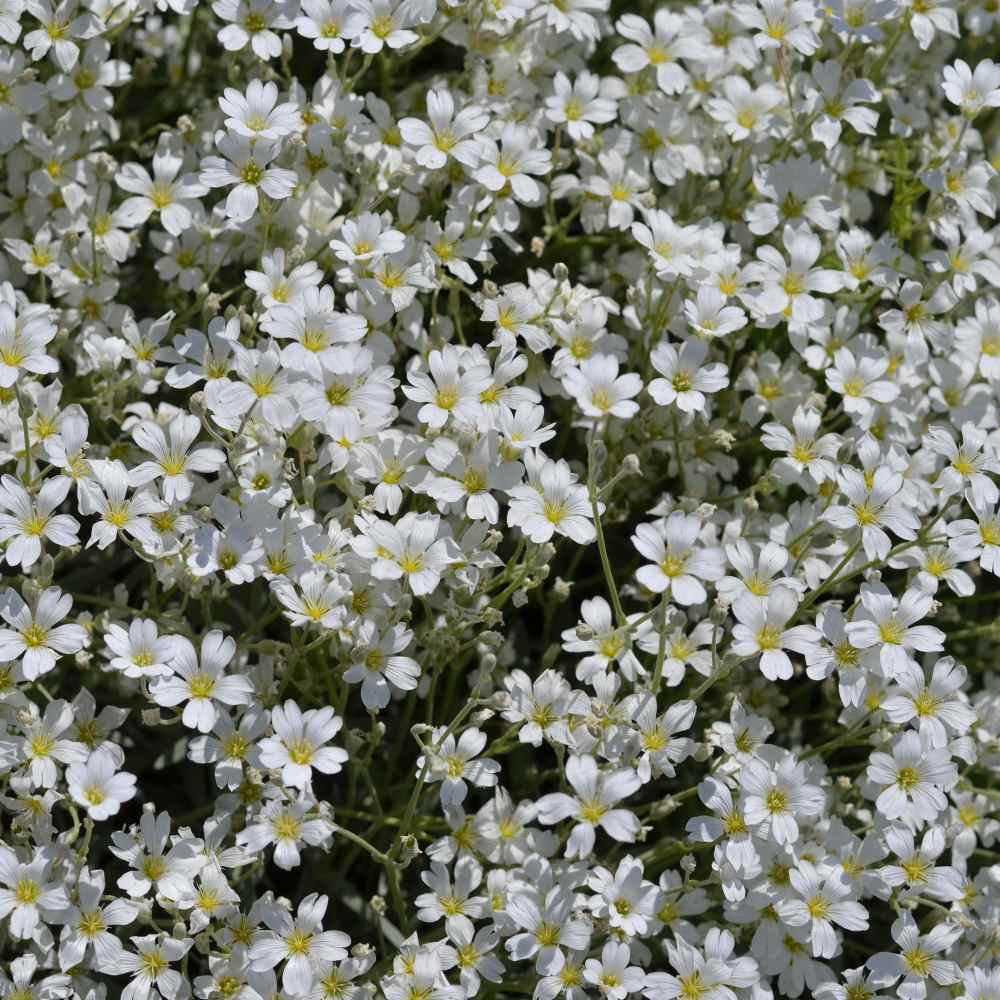 White Gypsophila Repens Seeds for planting in home garden