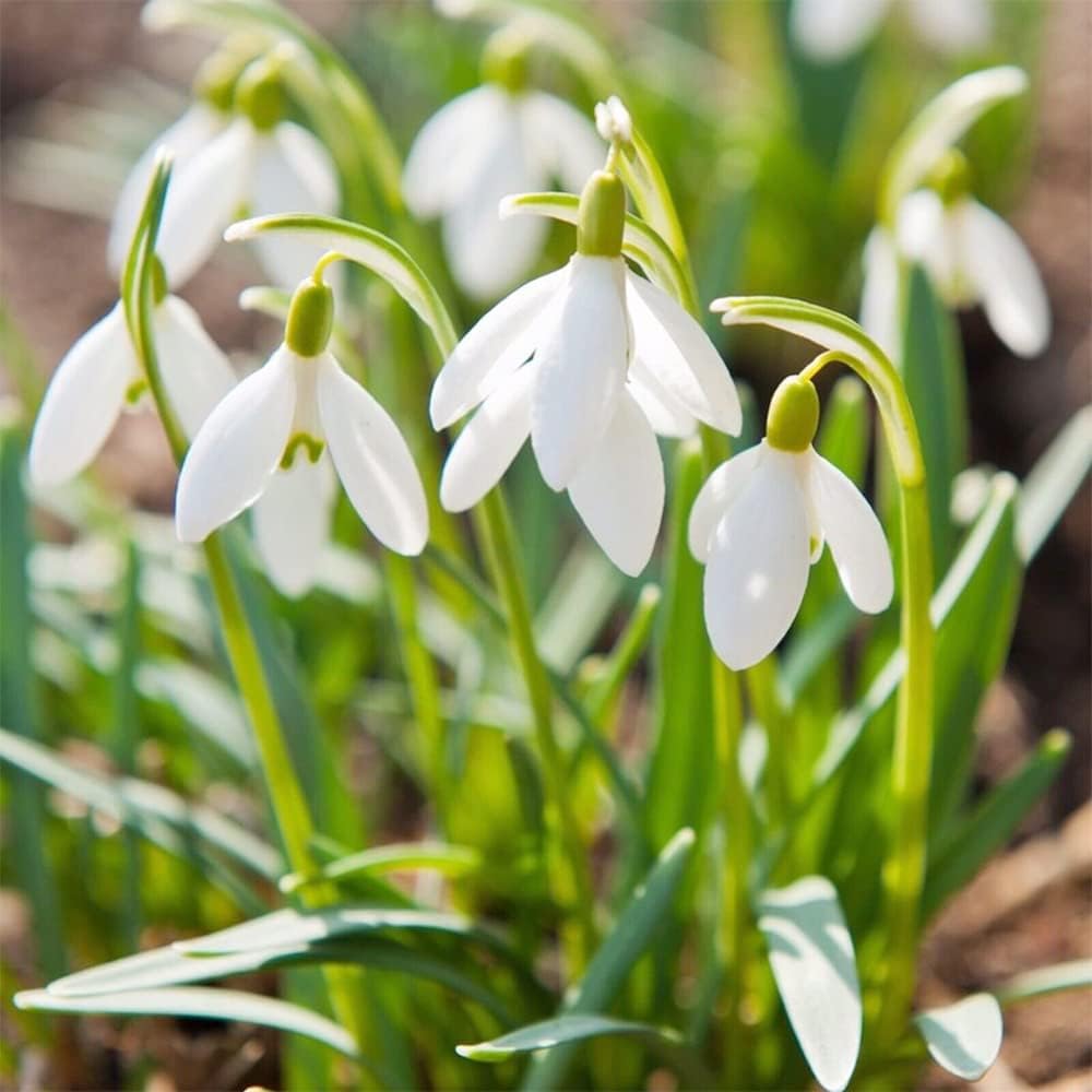 Organic White Galanthus Flower Seeds for Planting for planting in home garden