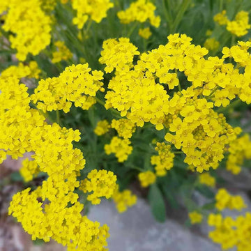 Yellow Aurinia Flower Seeds – Heirloom Non-GMO Alyssum Blooms for Sunny Rock Gardens