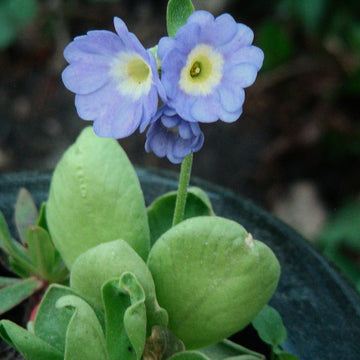 Blue Primula Auricula Seeds for Planting – Organic, Heirloom, Non-GMO Flower Seeds