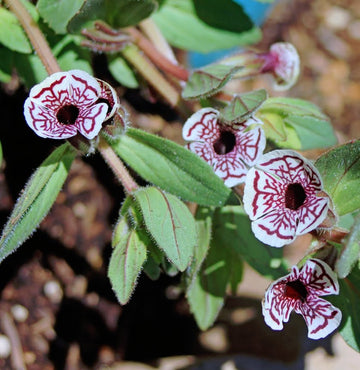 Mimulus Pictus Flower Seeds – Heirloom Non-GMO Spotted Monkey Blooms for Unique Garden Planting