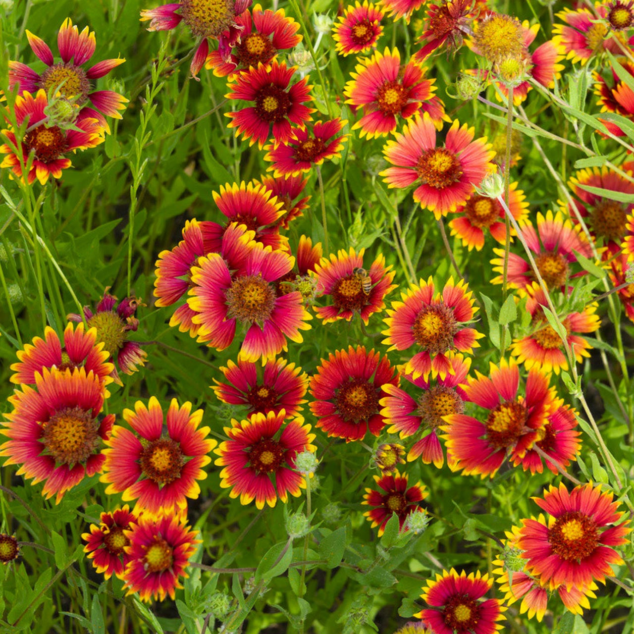 Gaillardia Aristata Flower Seeds for Planting - NON GMO Seeds seeds for planting in home garden